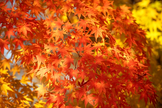 英会話ソフィア　水戸　ひたちなか　秋　紅葉